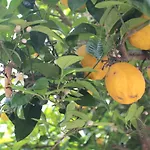 Quinta Casa Da Fonte Farmház Vieira do Minho