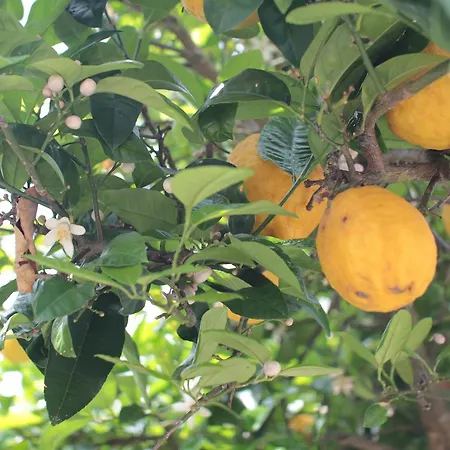 Quinta Casa Da Fonte Gospodarstwo agroturystyczne Vieira do Minho