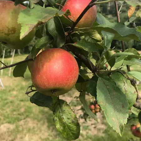 Gospodarstwo agroturystyczne Quinta Casa Da Fonte Vieira do Minho