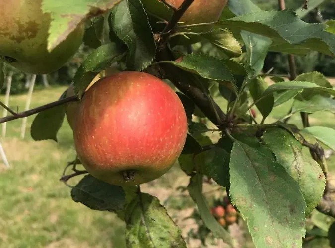 Alloggio per agriturismo Quinta Casa Da Fonte Vieira do Minho